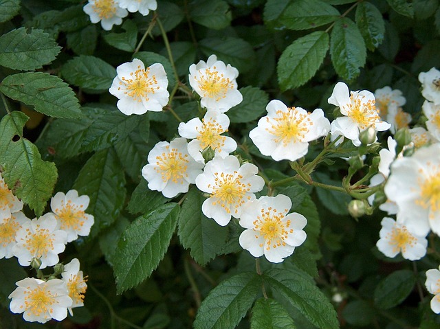 Free Flowers Flower Background photo and picture