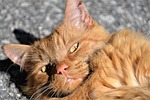 cat portrait, close, red