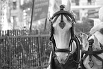 horse, neigh, animal