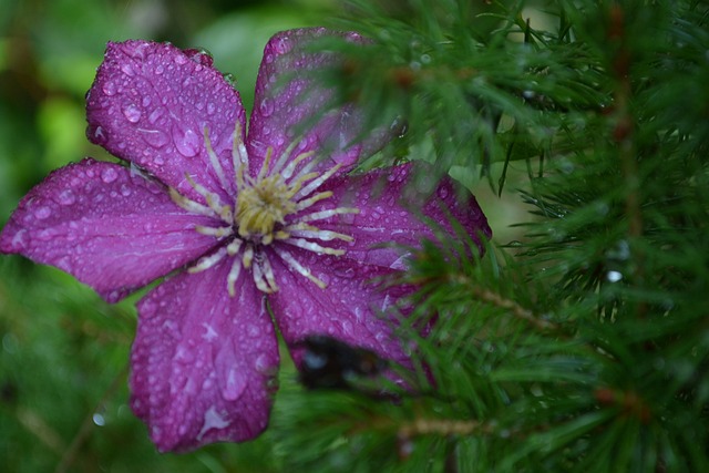 Free Flower Breeze photo and picture