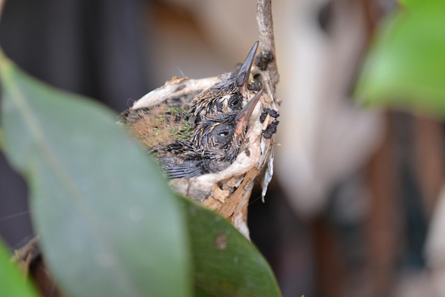Free Nest Bird photo and picture