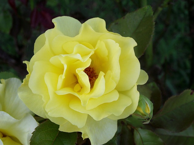 Free Yellow Rose Flower photo and picture