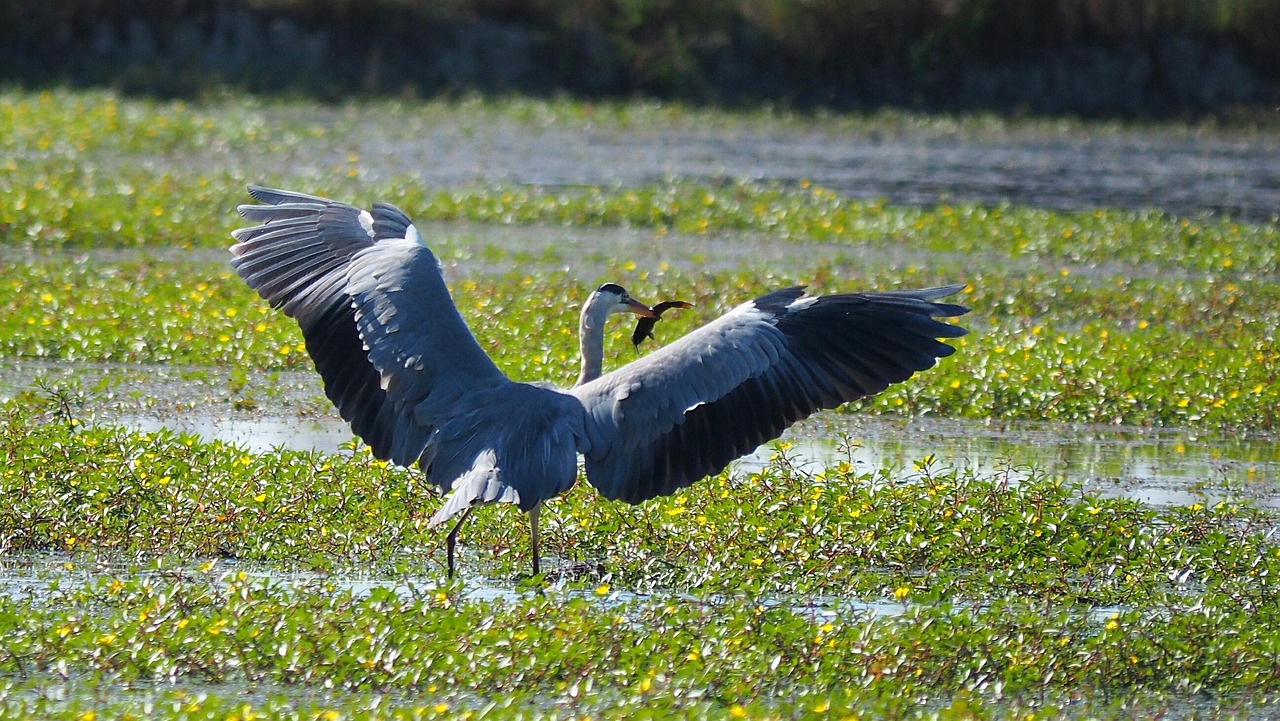 自然 鳥 サギ - Pixabayの無料写真 - Pixabay