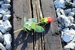 yellow red rose on railway, station, outdoor