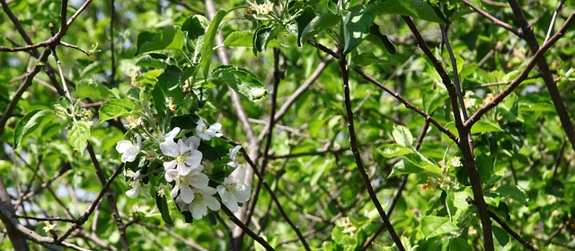 Free Apple Blossom Appomattox photo and picture