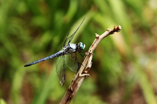 Free Dragonfly Insect photo and picture