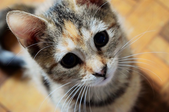 Free Large Eyes photo and picture