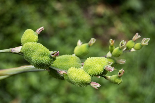 Free Nature Plant photo and picture
