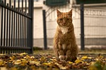 cat, red tomcat, pet