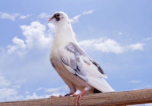 Paloma Bird Pens - Free photo on Pixabay - Pixabay