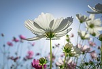 cosmos, autumn, flowers