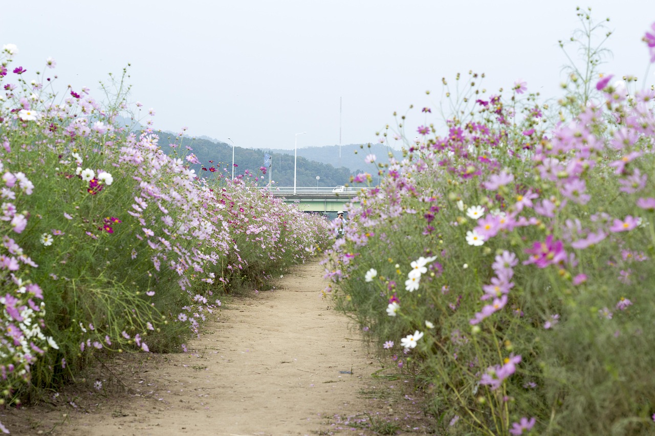 길 여행 - Pixabay의 무료 사진 - Pixabay
