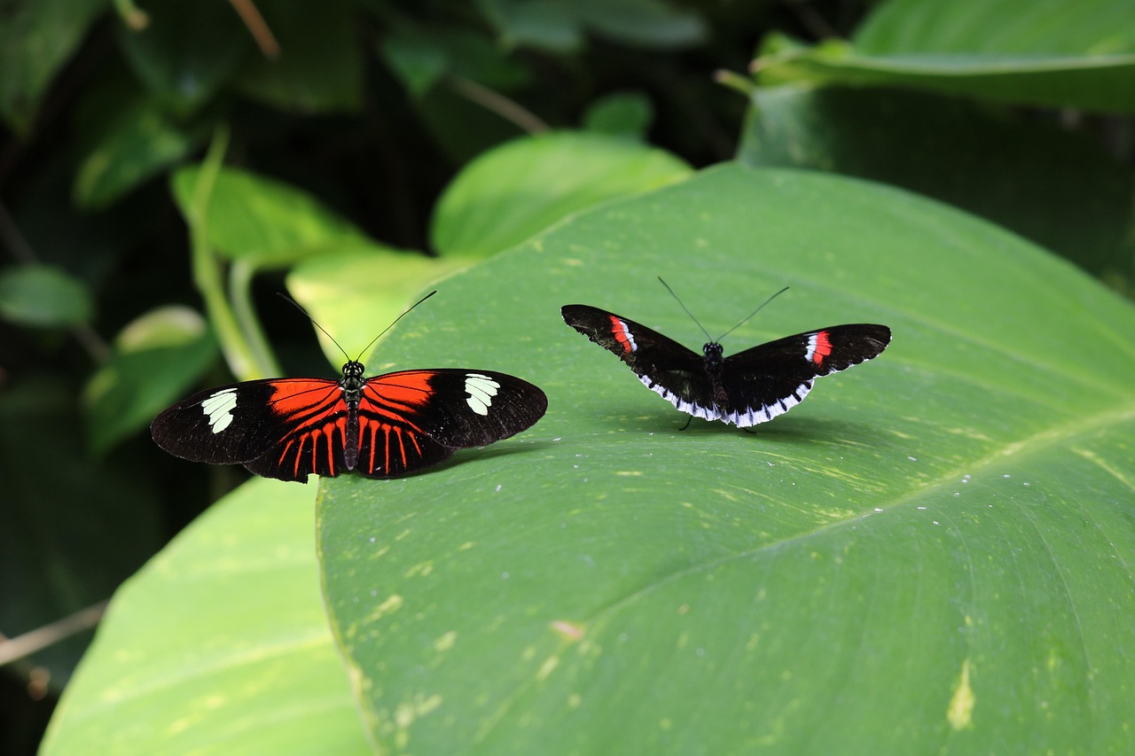 Butterflies - free online jigsaw puzzle photo