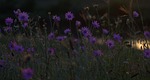 flowers, immortelle, camp