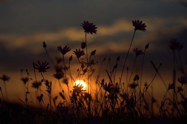 Free Flora Field photo and picture