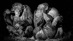 mammal, portrait, adult