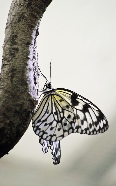 Free Butterfly Nature photo and picture