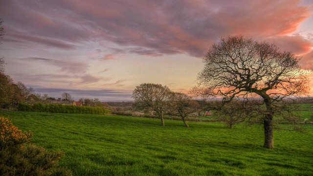 Free Landscape Tree photo and picture