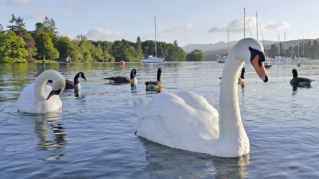 Free Swan Nature photo and picture