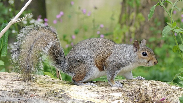Free Mammal Nature photo and picture