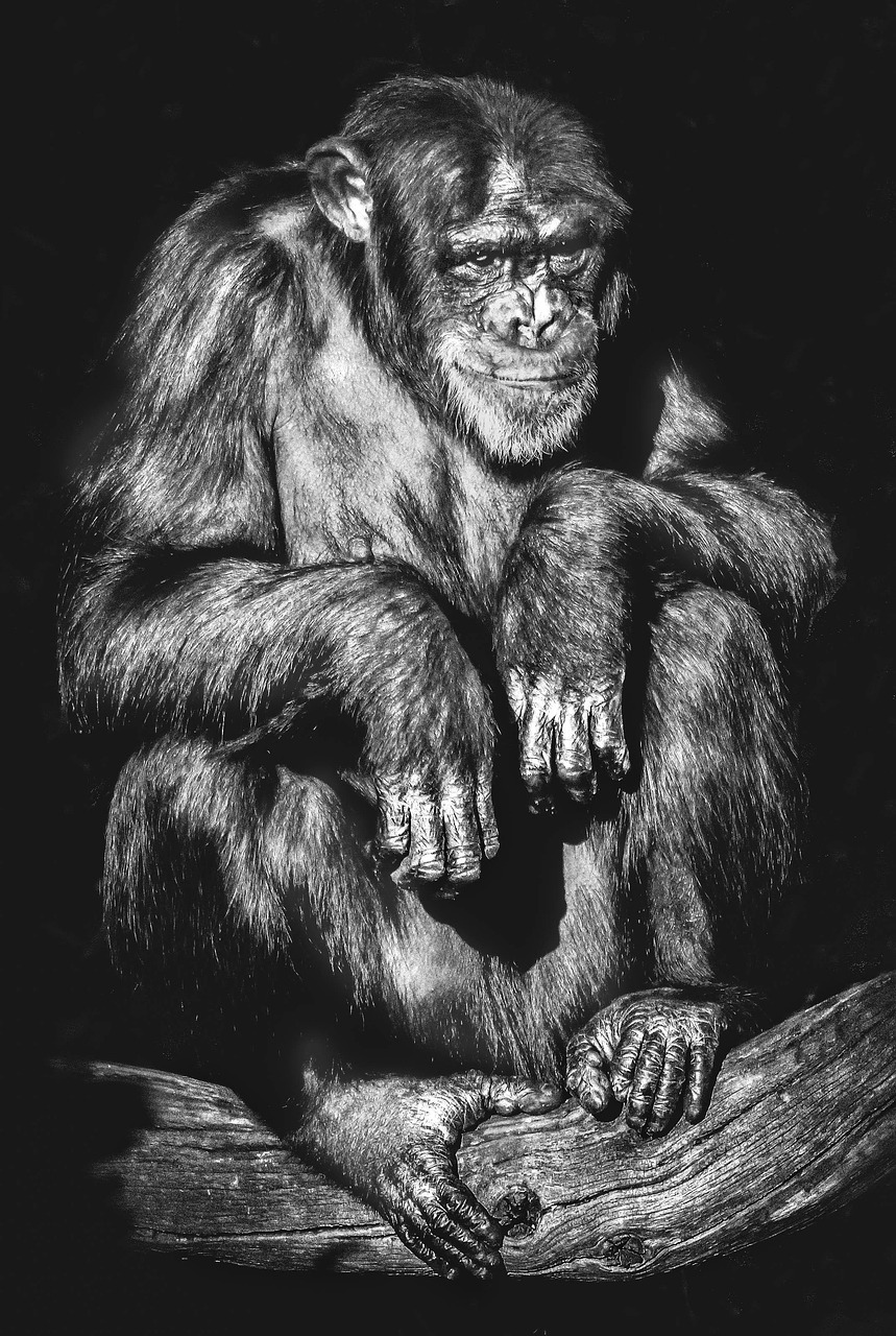 Monkeys research paper image