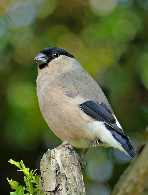 Free Wildlife Bird photo and picture
