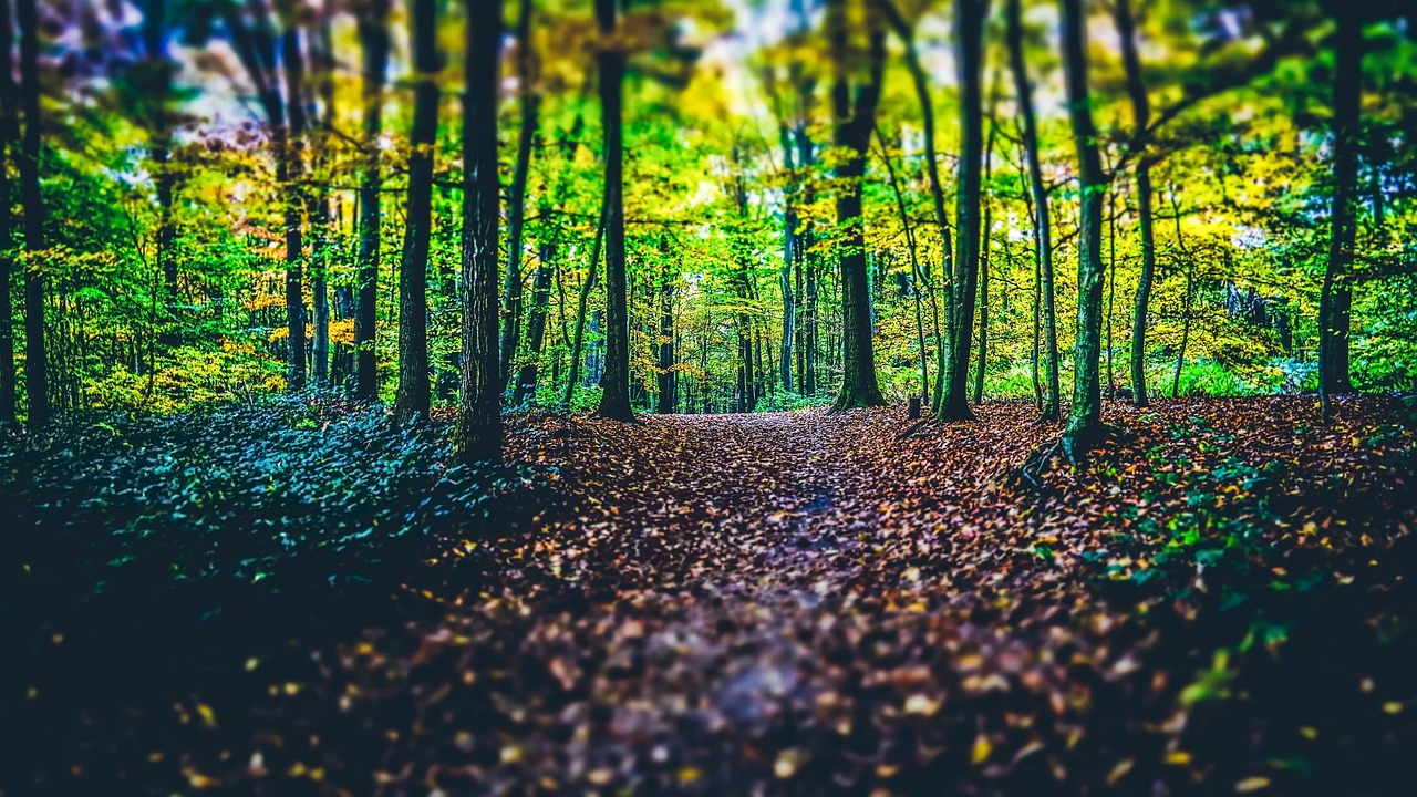 Woods - free online jigsaw puzzle photo