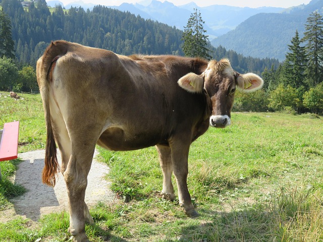 Free Switzerland Cow photo and picture
