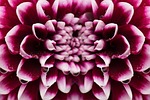 dahlias, dahlia, composites