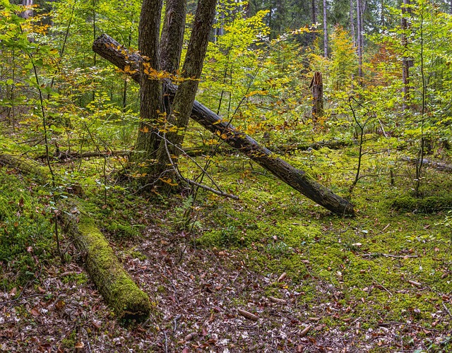 Wächst in Stille