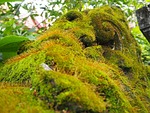 mos, nature, magnificent