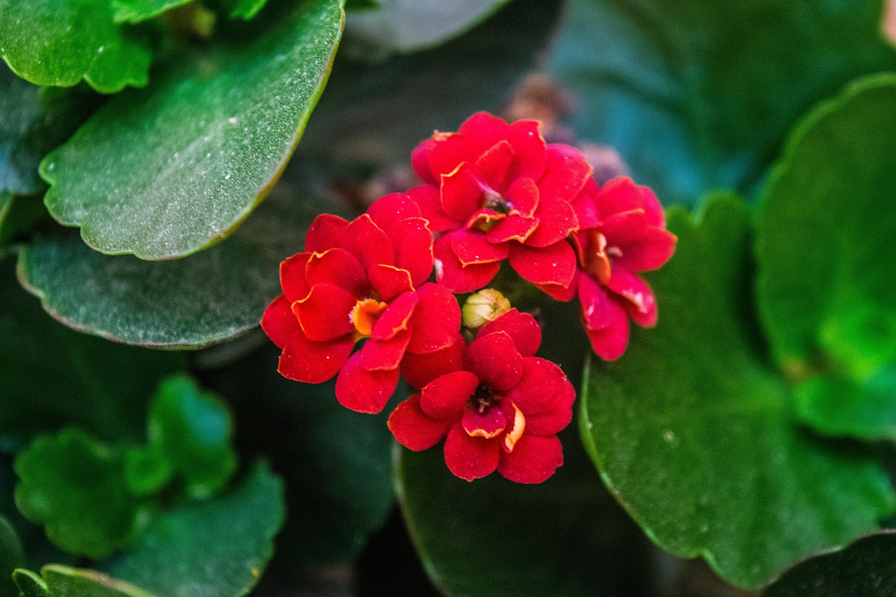 Nature Little Flower Free photo on Pixabay Pixabay