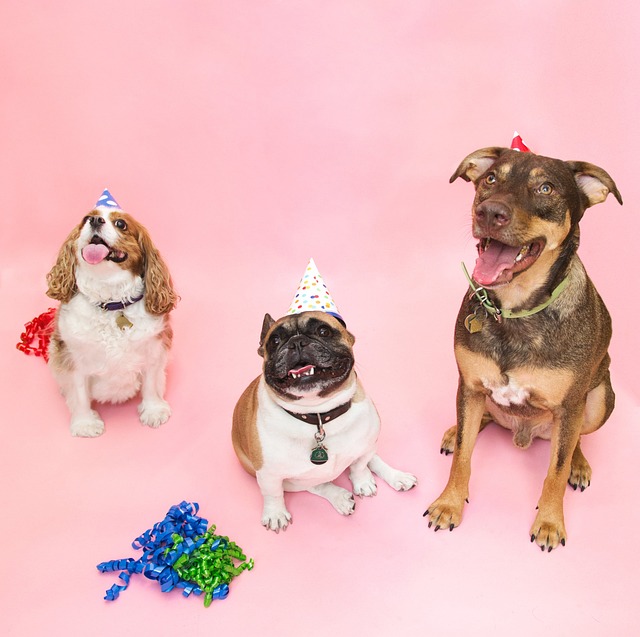 Free Party Dogs photo and picture