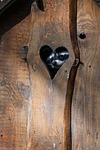 heart, animals, raccoon