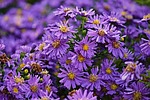 herbstastern, asters, autumn