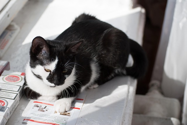 Free Cat Kit photo and picture