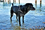 dog, dirty, a friend of man