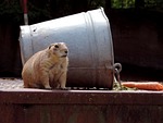 marmot, rodent, croissant