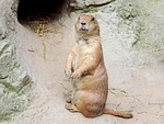 marmot, rodent, croissant