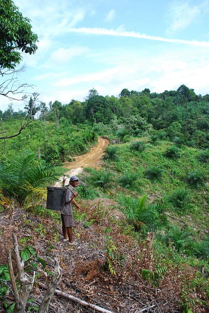 Maleisië, Jungle, Tropisch, Borneo, Woud