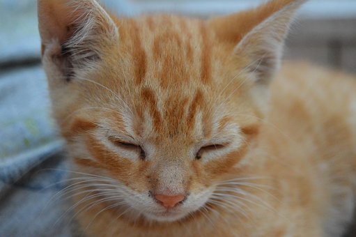 Kleines Mädchen mit großer Pussy