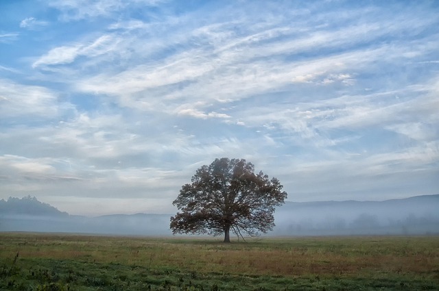 Free Tree Sky photo and picture
