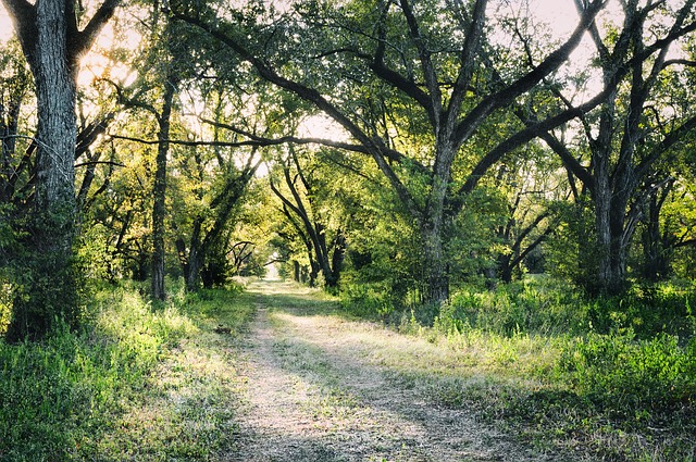 Free Pecan Agriculture photo and picture
