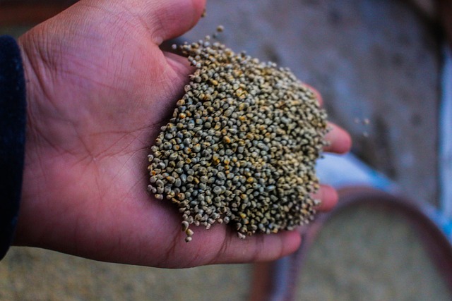 Free Seeds Hands photo and picture