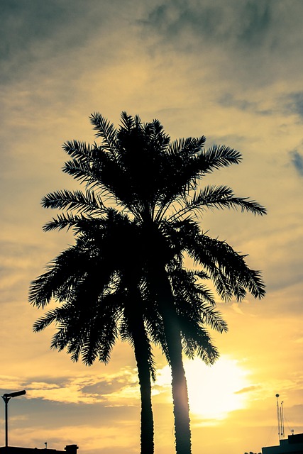 Free Sunset Palm Trees photo and picture