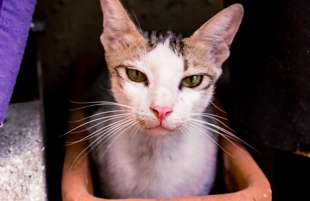 Free Cat Cute photo and picture