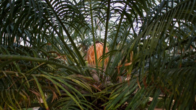 Free Tree Fruit photo and picture