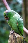 parrot, papagáj, arra