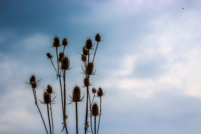 Pflanze, Natur, Feder, Botanik, Zweig