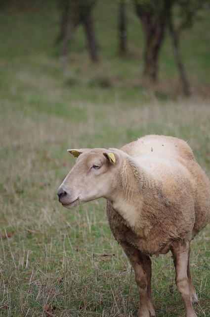 Free Sheep Field photo and picture